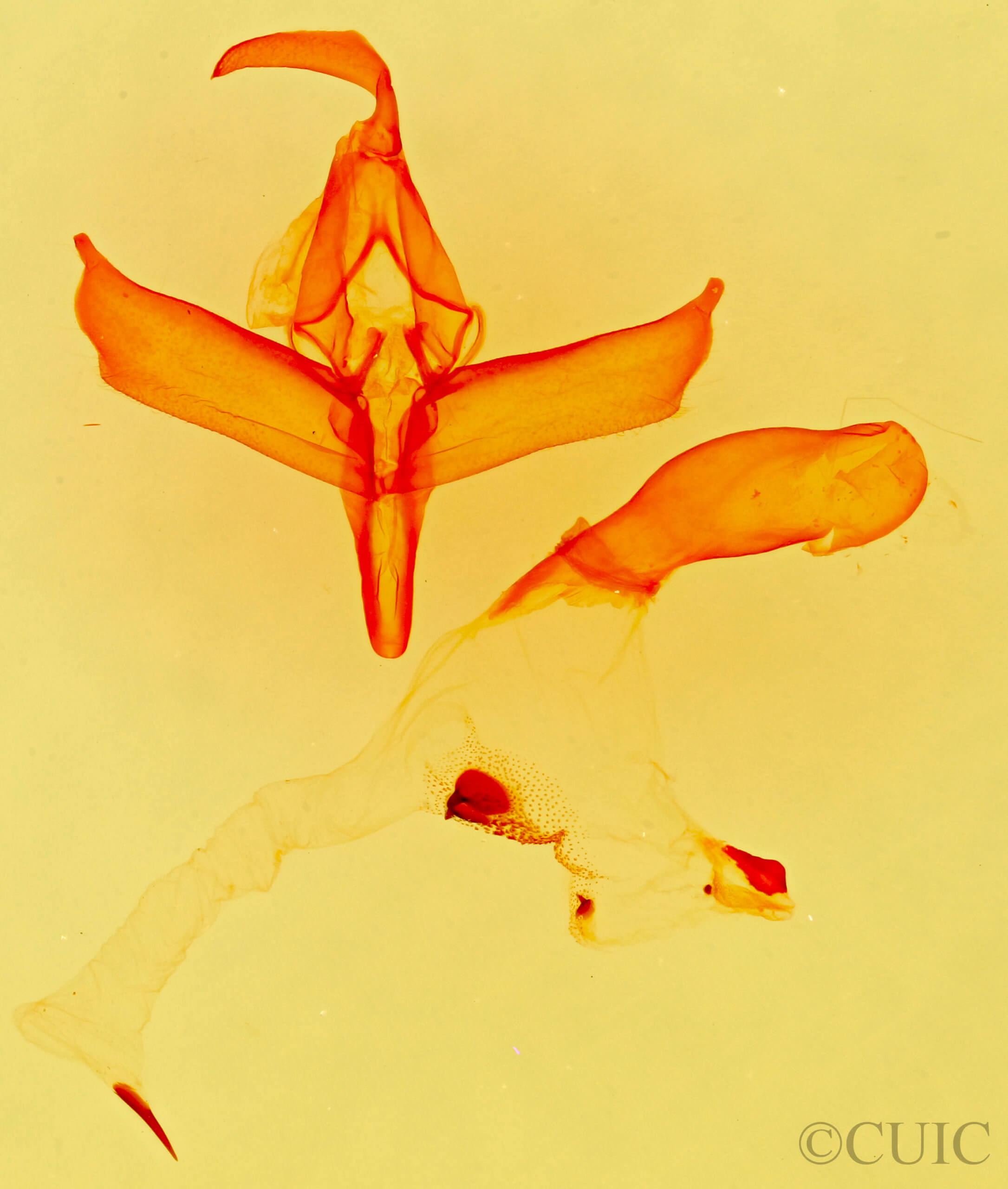 genitalia view of adult Hypenula  caminalis