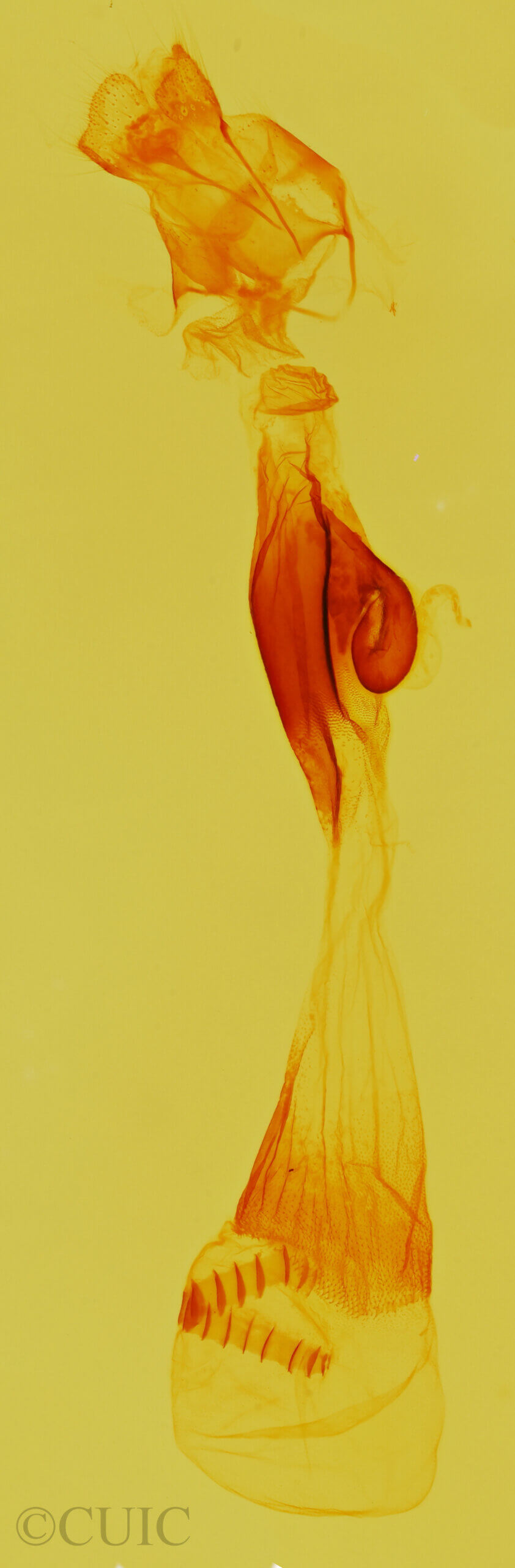 genitalia view of adult Hypenula  caminalis