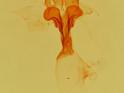genitalia view of adult Lascoria 
