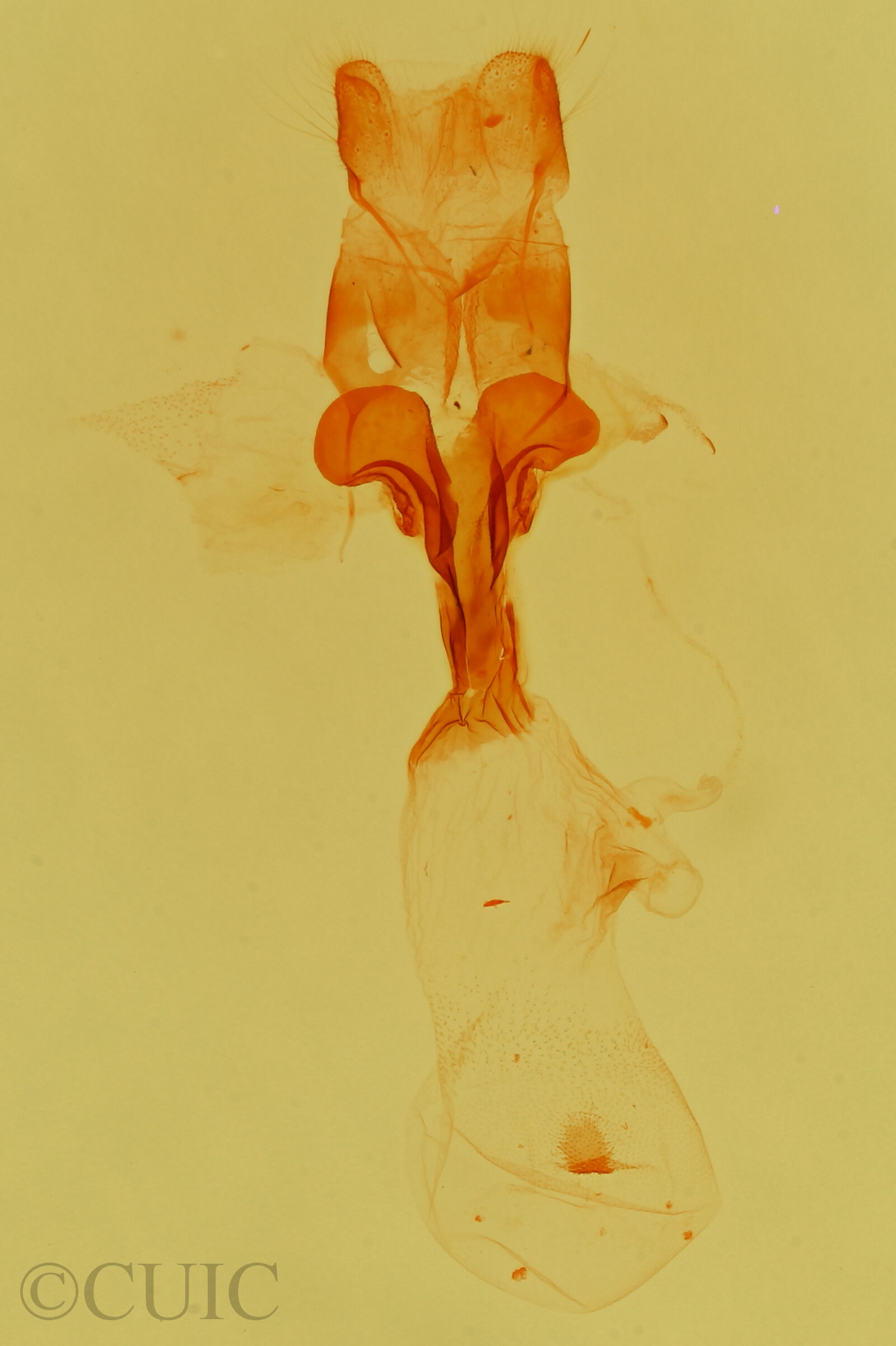genitalia view of adult Lascoria 