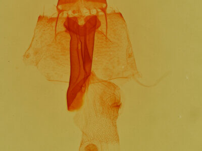 genitalia view of adult Lascoria  ambigualis 