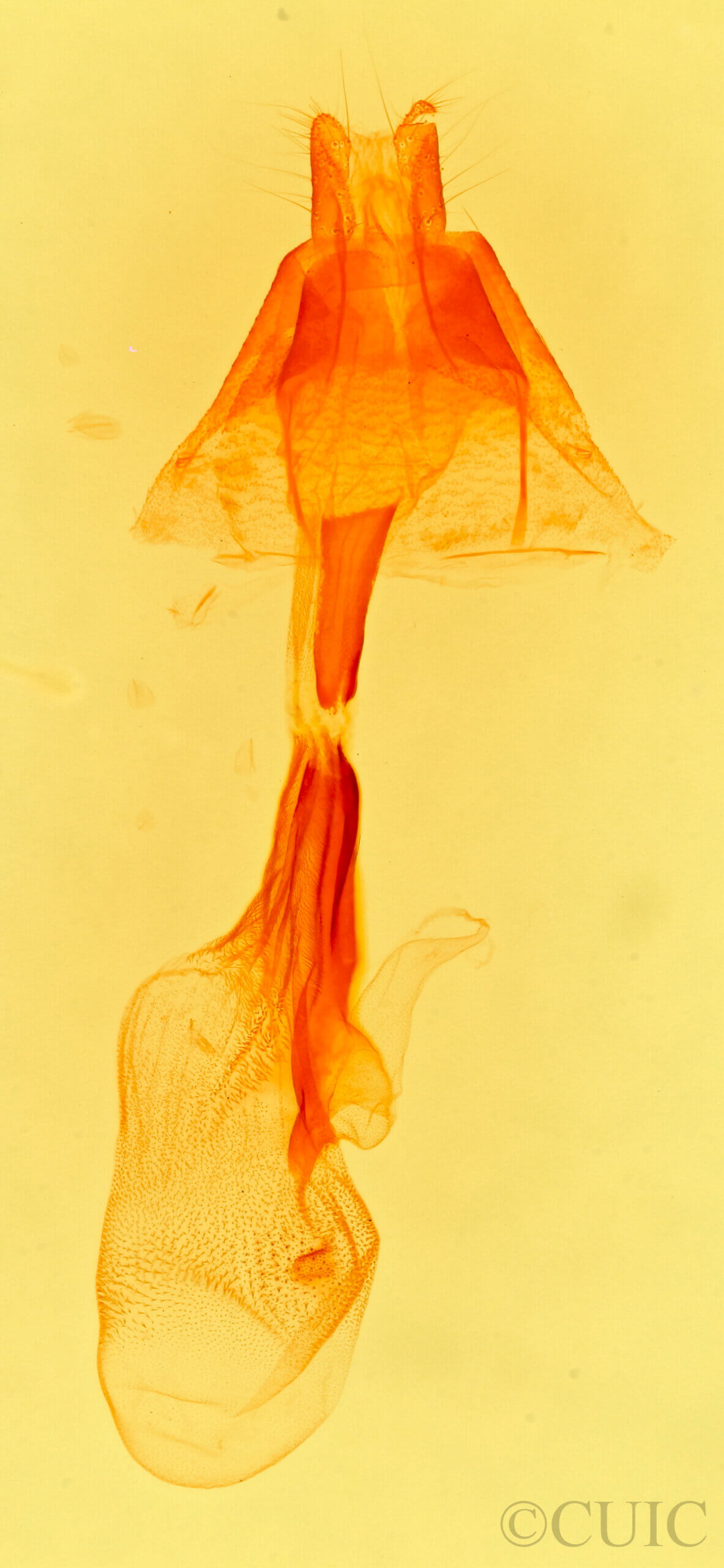 genitalia view of adult Palthis  angulalis 
