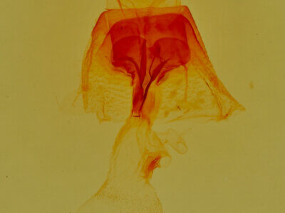 genitalia view of adult Lascoria 