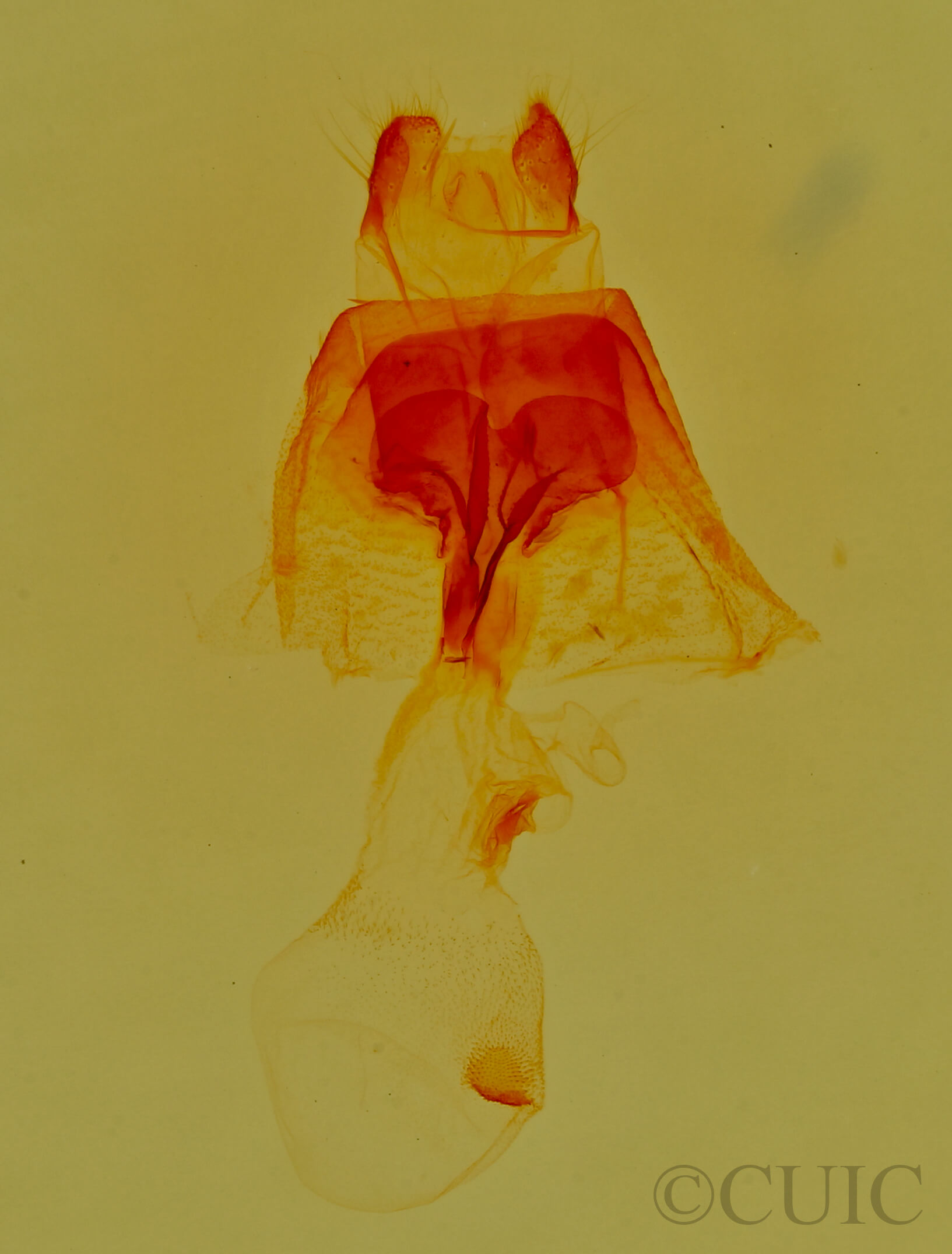 genitalia view of adult Lascoria 