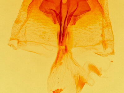 genitalia view of adult Lascoria 