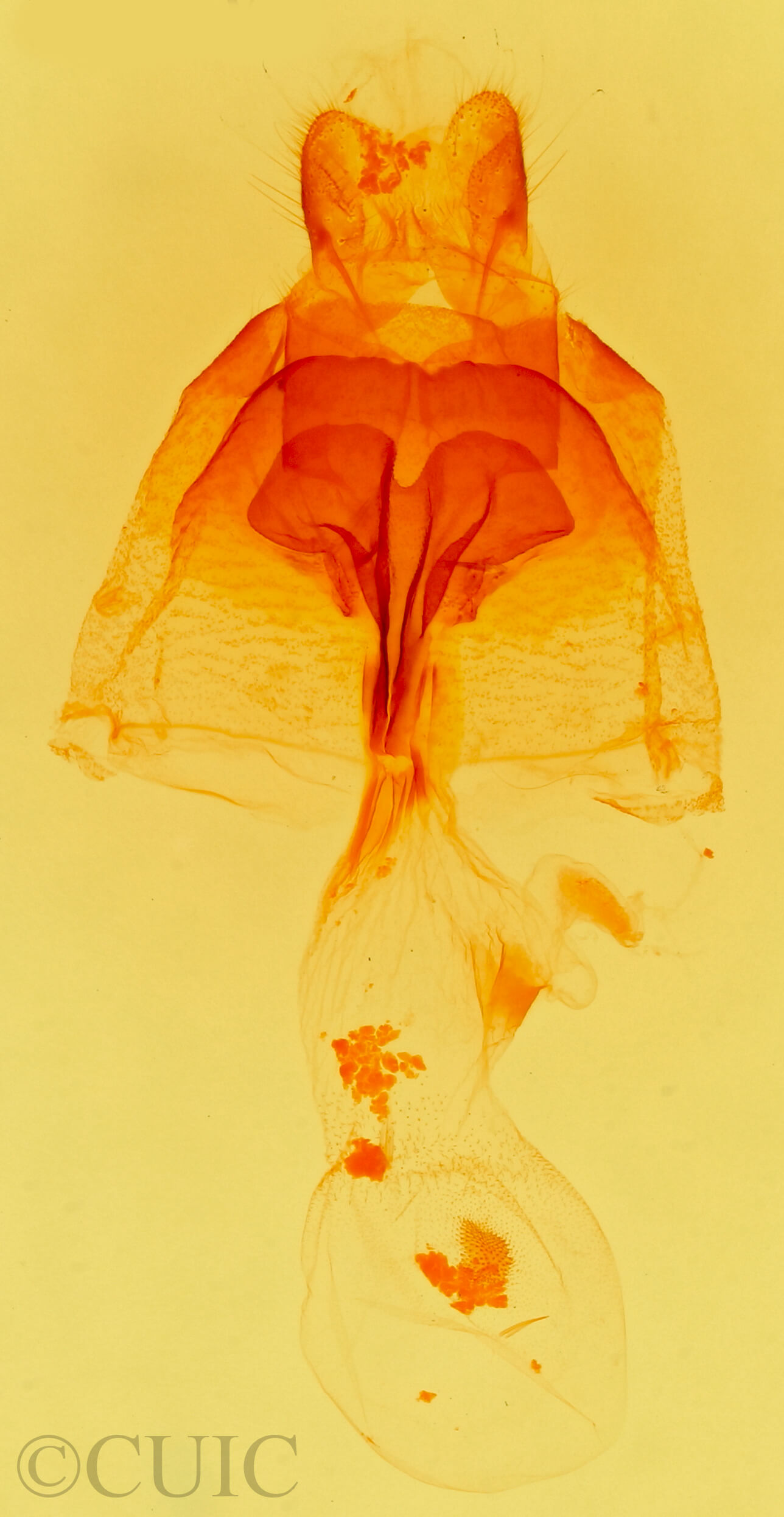 genitalia view of adult Lascoria 