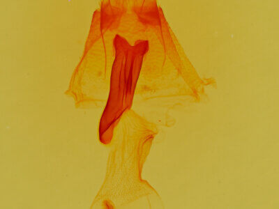 genitalia view of adult Lascoria 