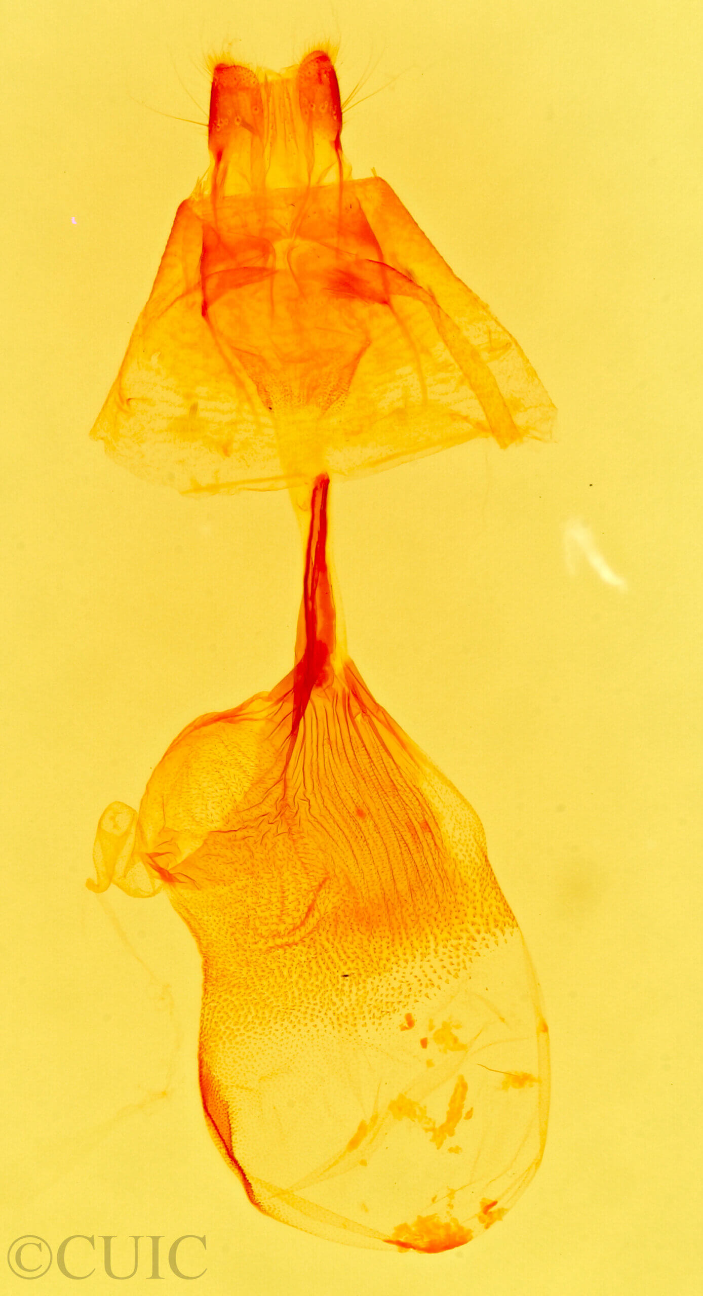 genitalia view of adult Lascoria 