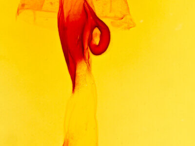 genitalia view of adult Hypenula  caminalis