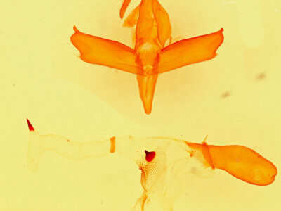 genitalia view of adult Hypenula  cacuminalis 