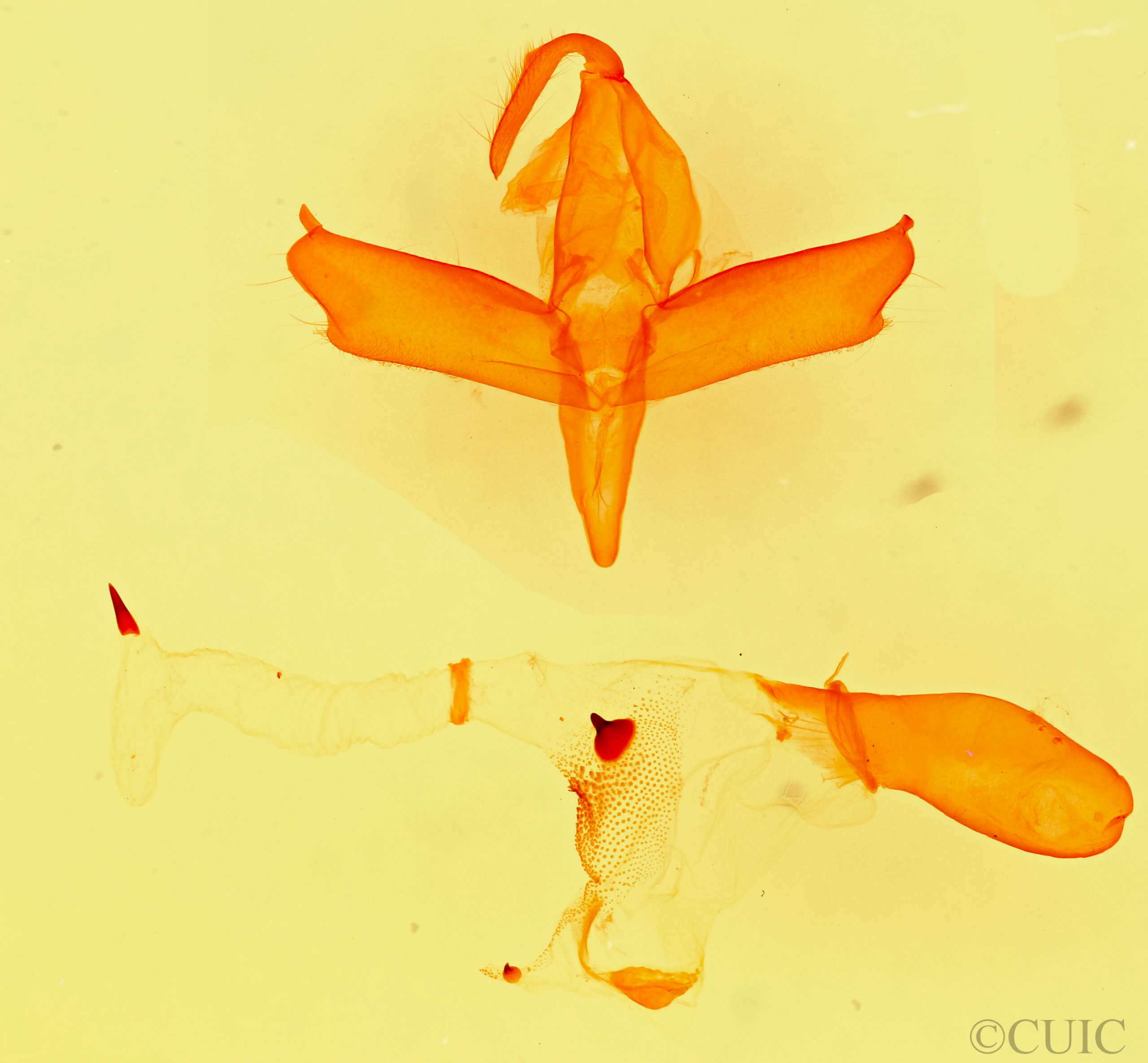 genitalia view of adult Hypenula  cacuminalis 