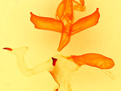 genitalia view of adult Hypenula  cacuminalis 