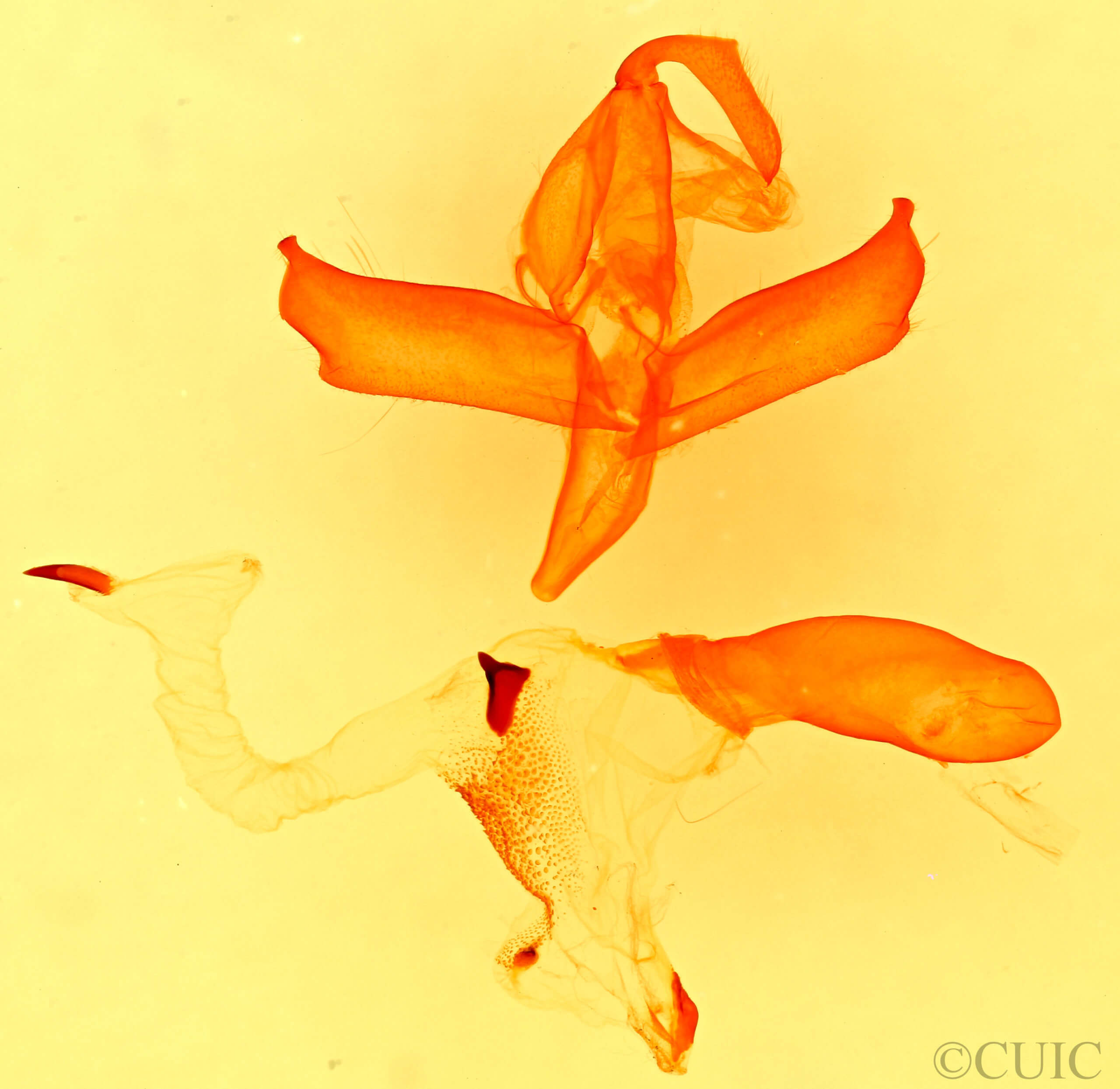genitalia view of adult Hypenula  cacuminalis 