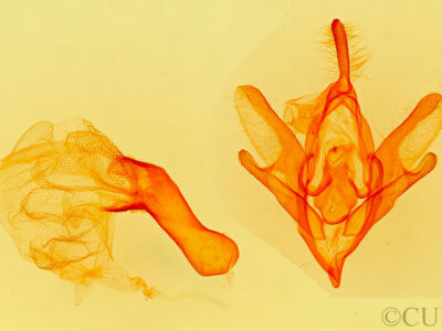 genitalia view of adult Idia immaculalis