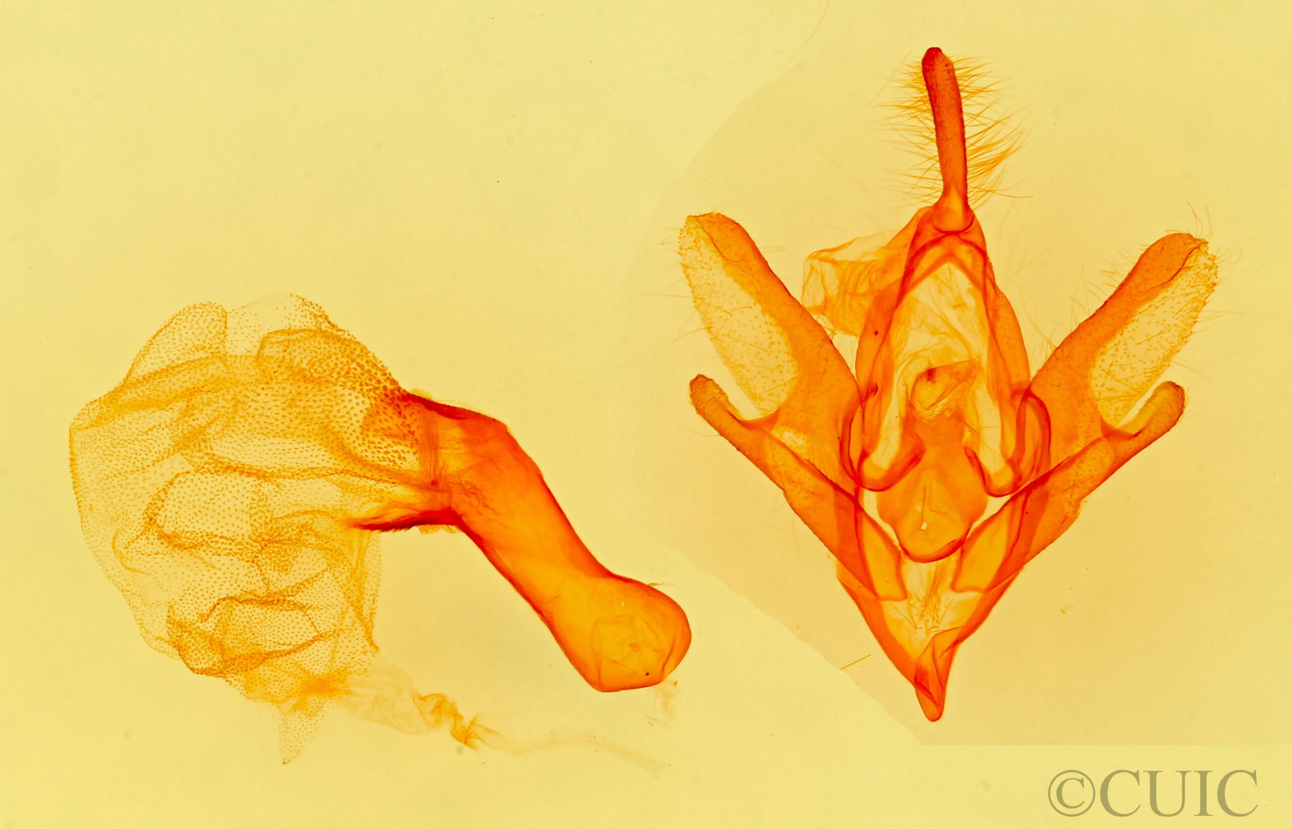 genitalia view of adult Idia immaculalis