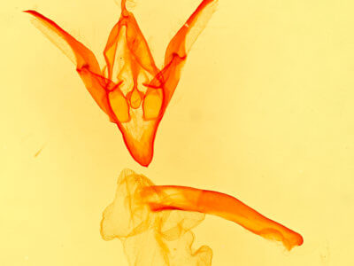 genitalia view of adult Idia sp.
