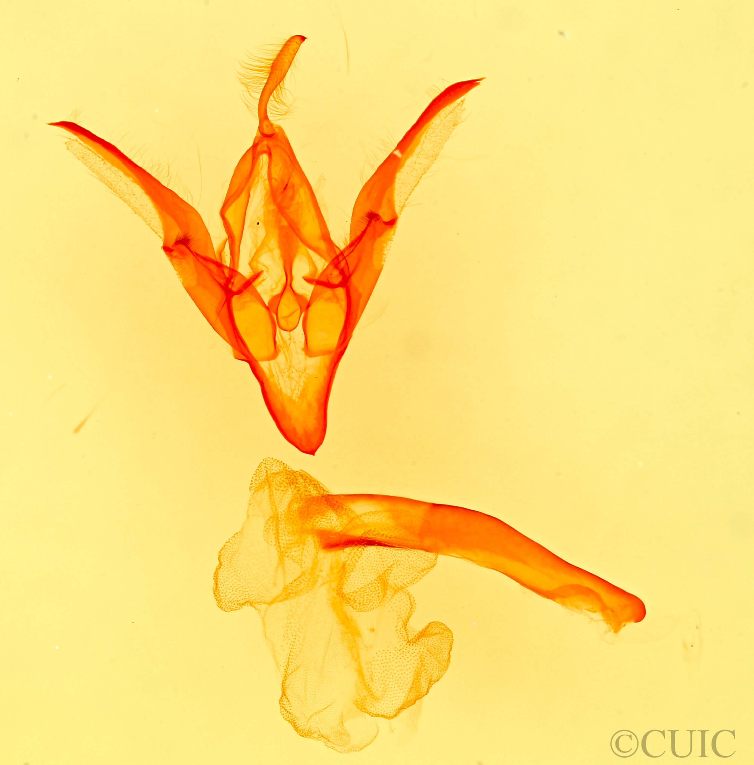 genitalia view of adult Idia sp.