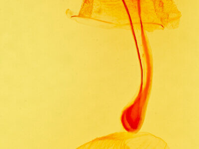 genitalia view of adult Idia (=Epizeuxis)