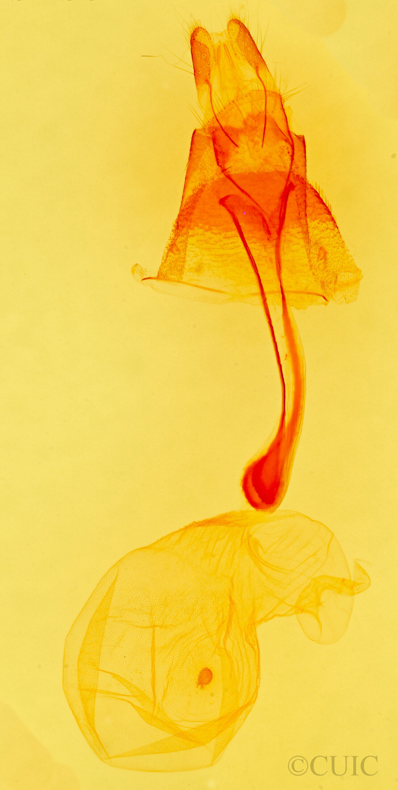 genitalia view of adult Idia (=Epizeuxis)