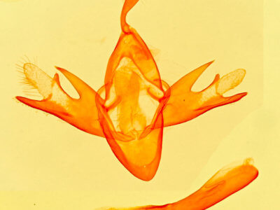 genitalia view of adult Tetanolita  mynesalis