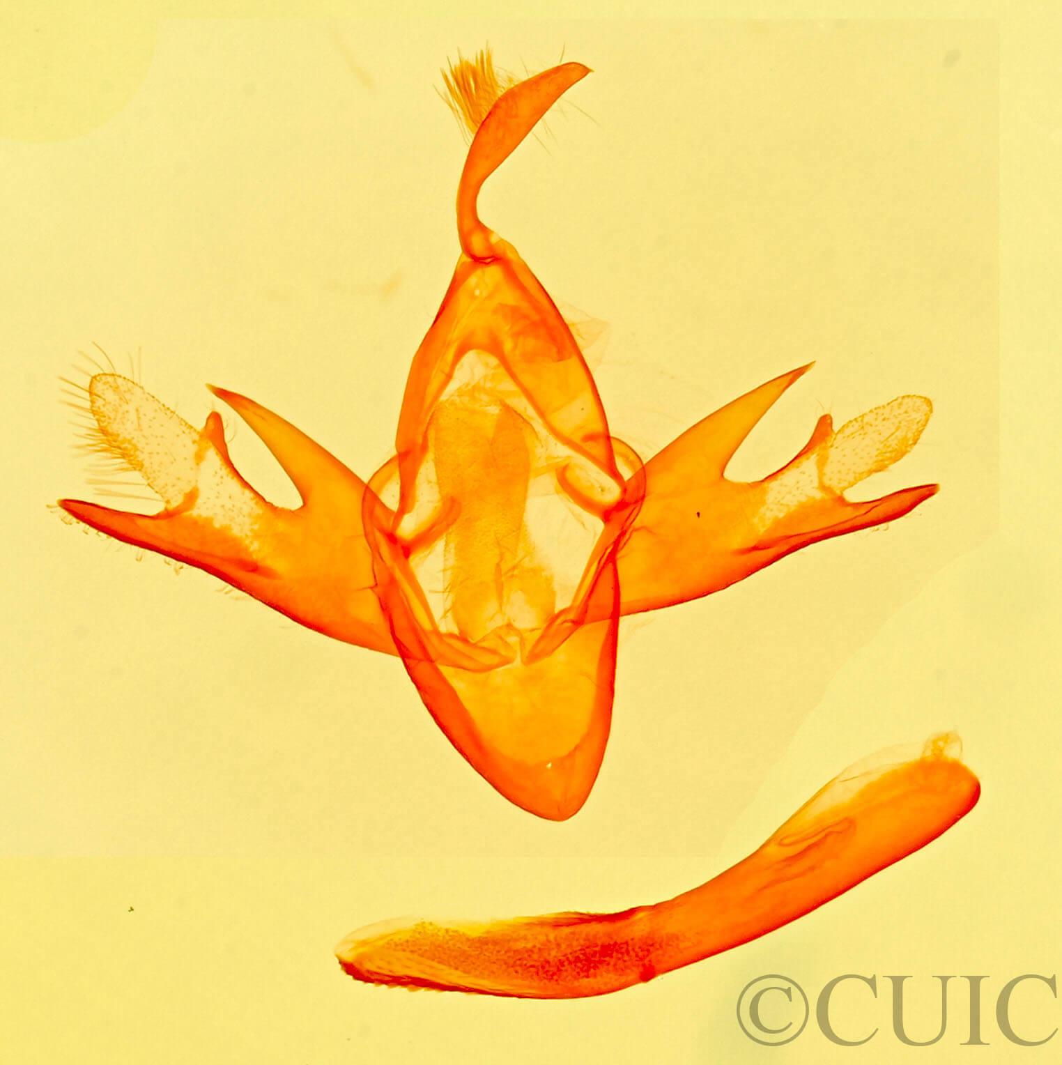 genitalia view of adult Tetanolita  mynesalis