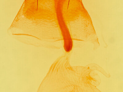 genitalia view of adult Idia americalis