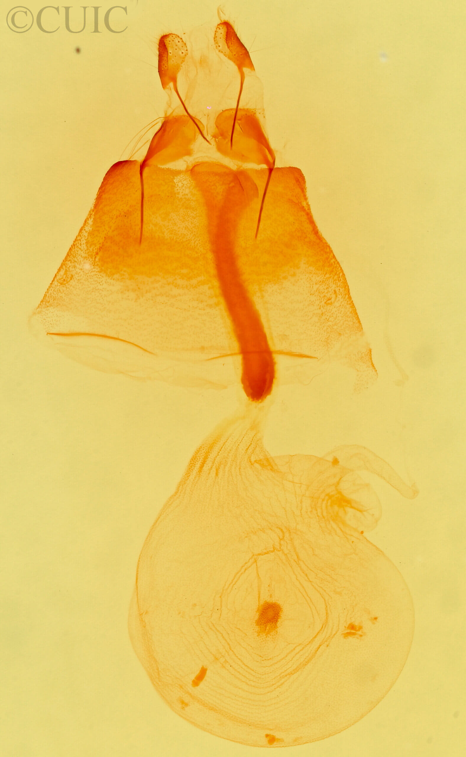 genitalia view of adult Idia americalis