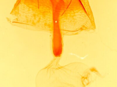 genitalia view of adult Idia immaculalis