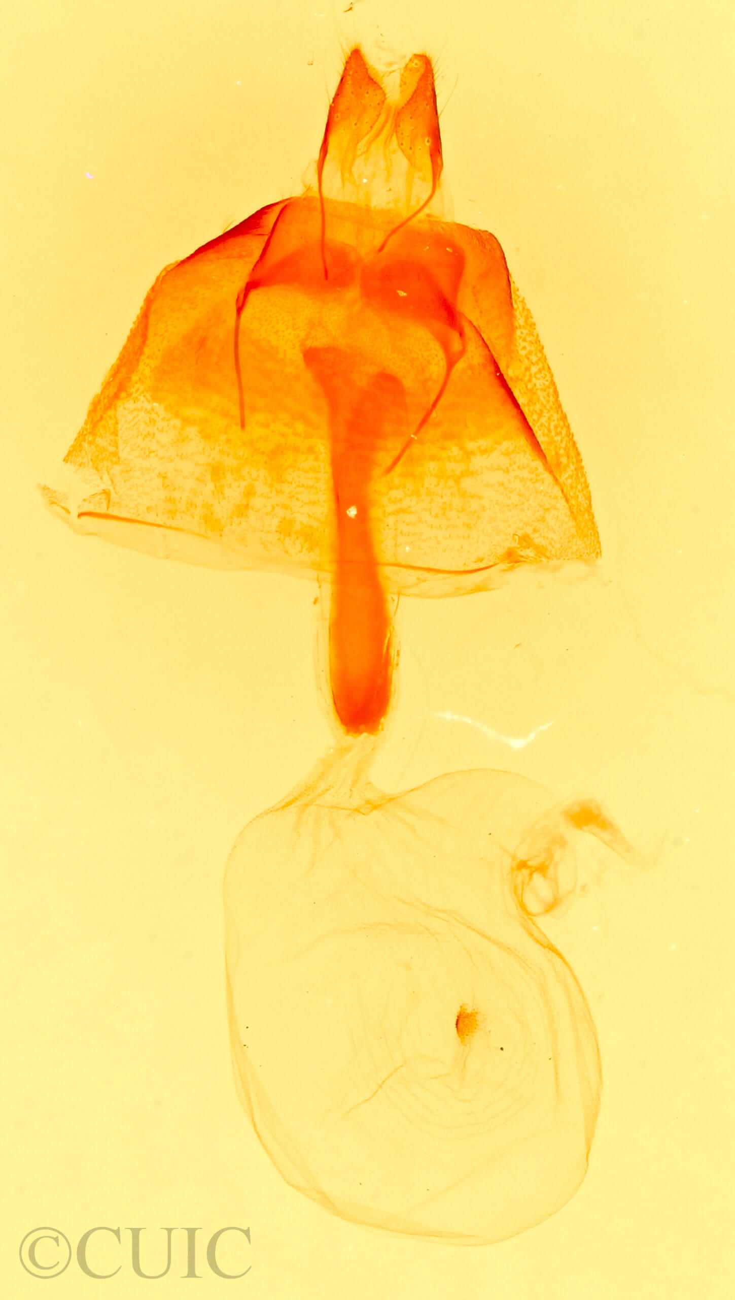 genitalia view of adult Idia immaculalis