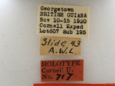label view of Mnasilus  guianae