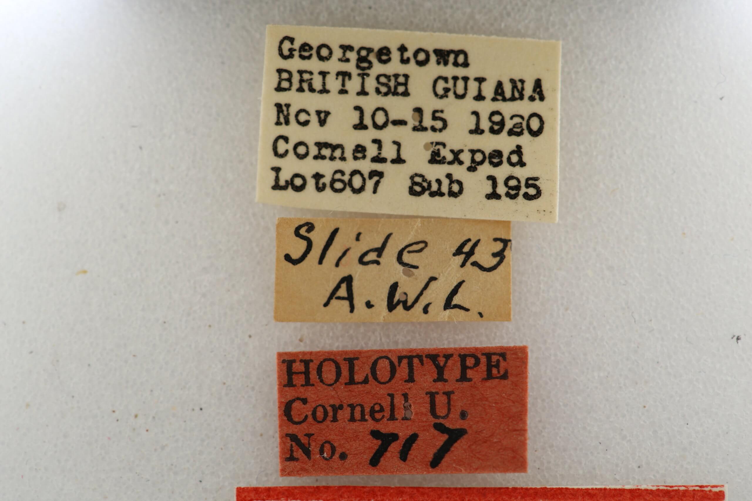 label view of Mnasilus  guianae