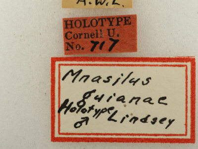 label view of Mnasilus  guianae