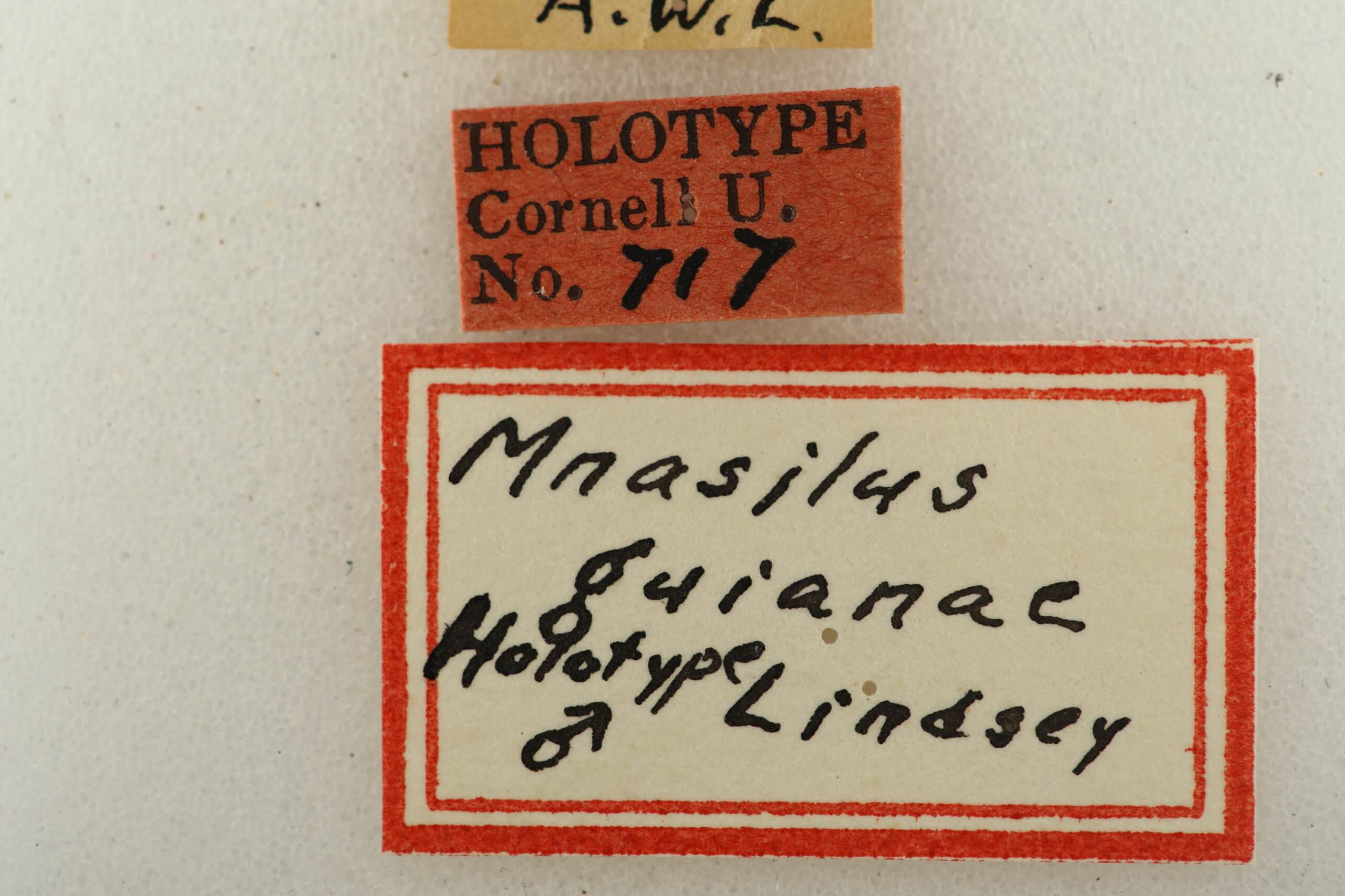 label view of Mnasilus  guianae