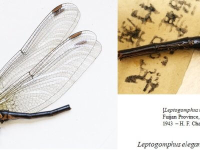 adult Leptogomphus  Leptogomphus elegans