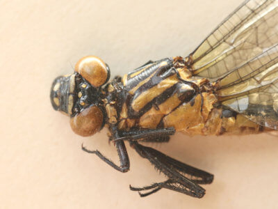 adult Leptogomphus  Leptogomphus elegans