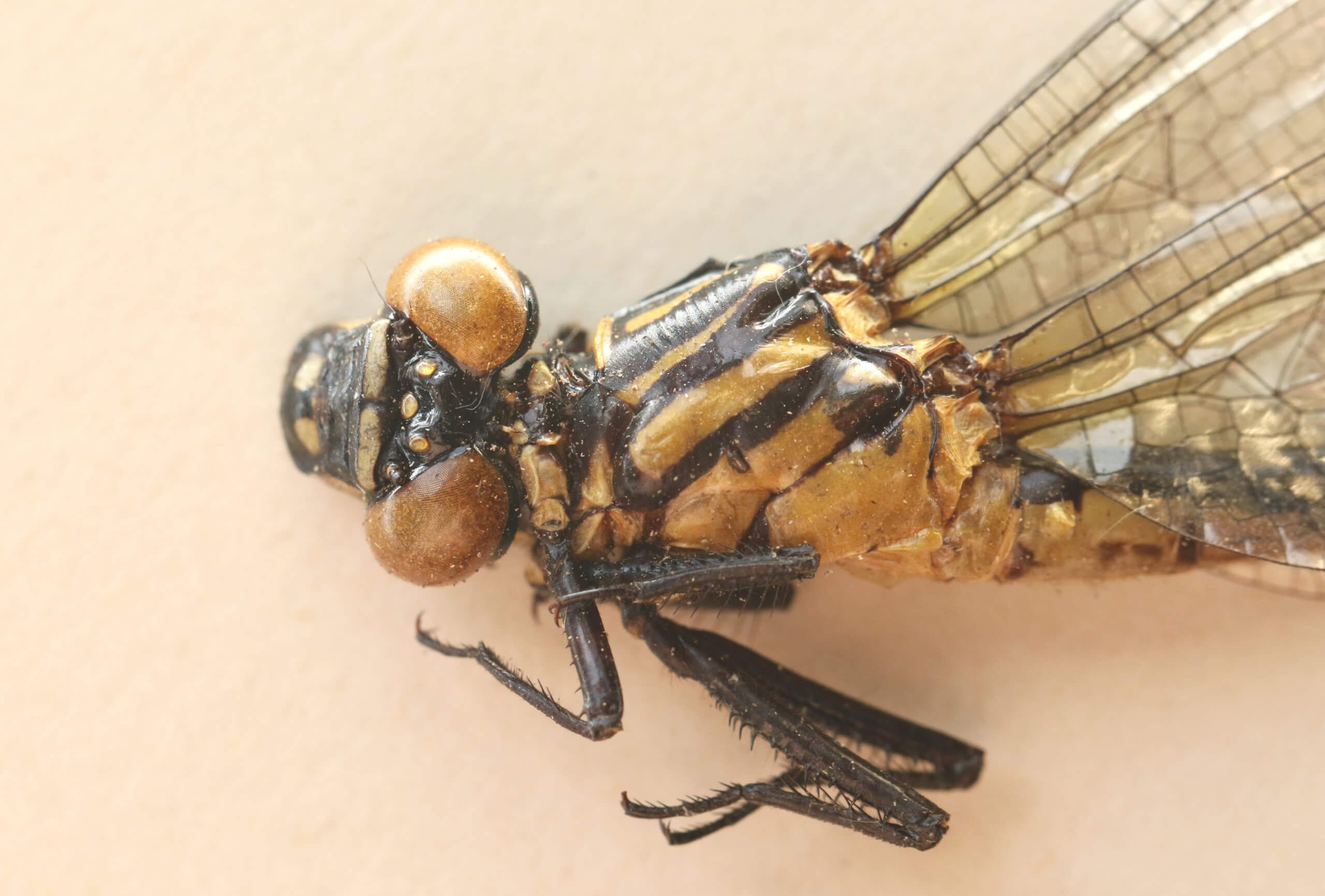 adult Leptogomphus  Leptogomphus elegans