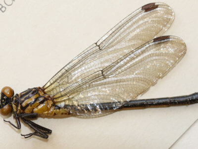 adult Leptogomphus  Leptogomphus elegans