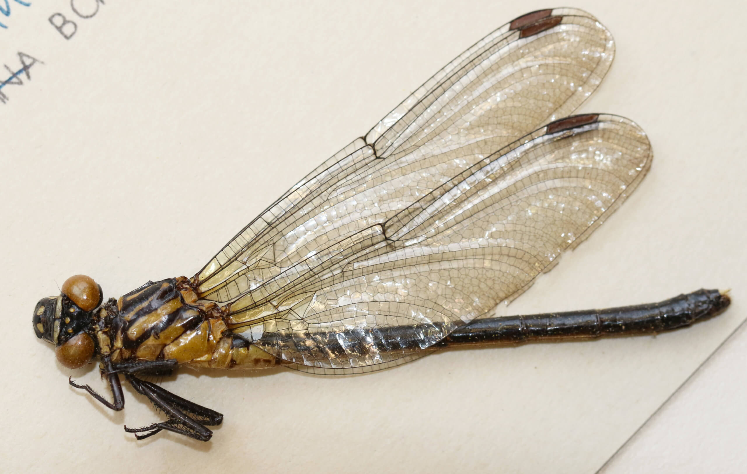 adult Leptogomphus  Leptogomphus elegans