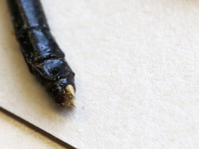 genitalia view of adult Leptogomphus  Leptogomphus elegans