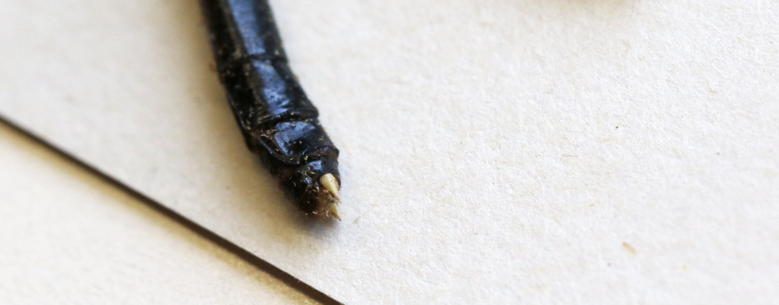 genitalia view of adult Leptogomphus  Leptogomphus elegans