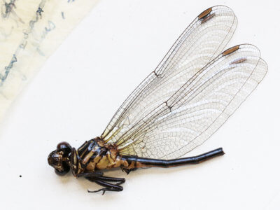 adult Leptogomphus  Leptogomphus elegans