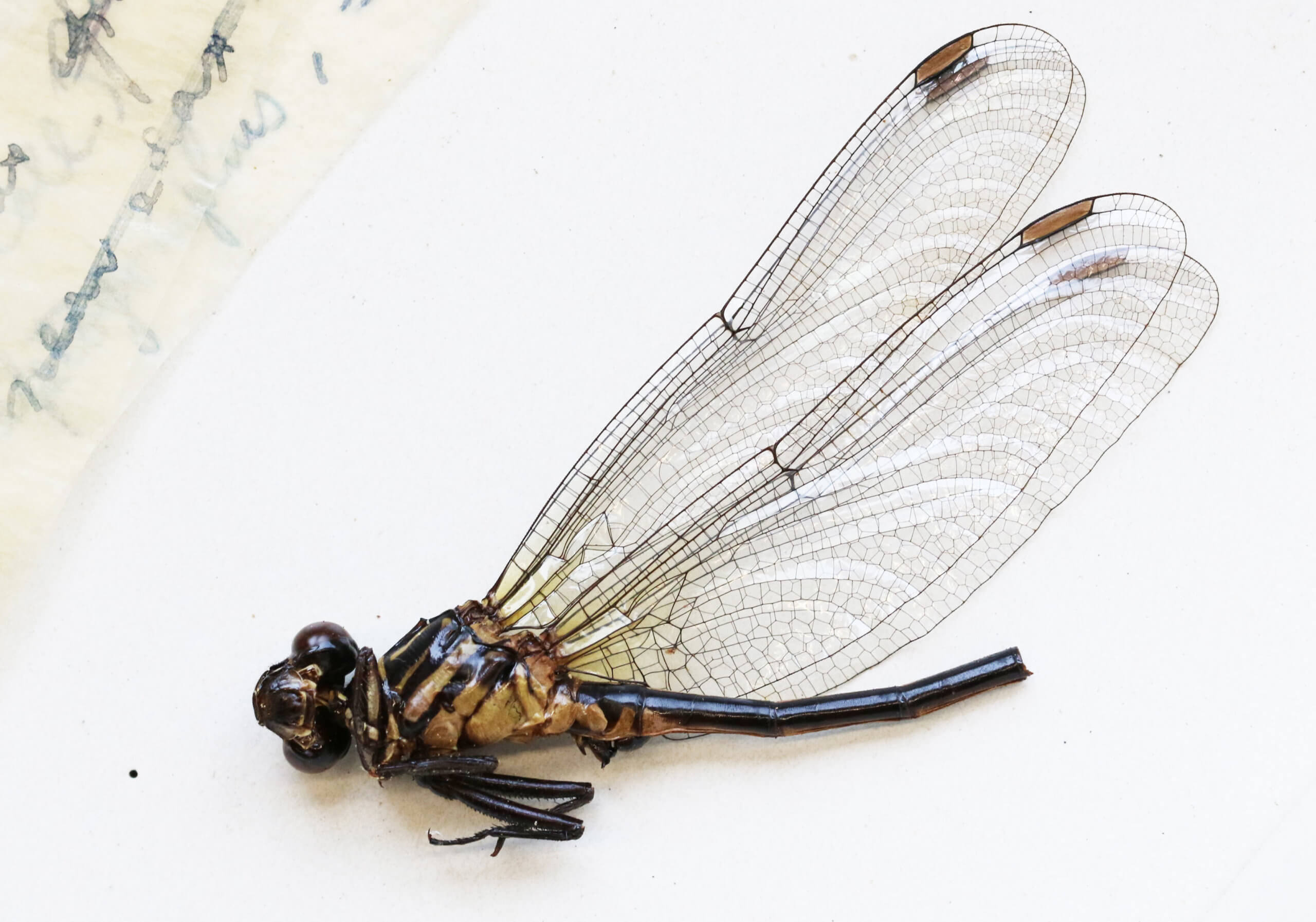 adult Leptogomphus  Leptogomphus elegans