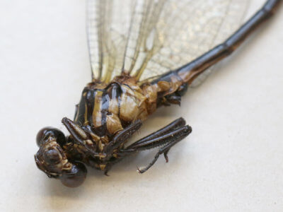 adult Leptogomphus  Leptogomphus elegans