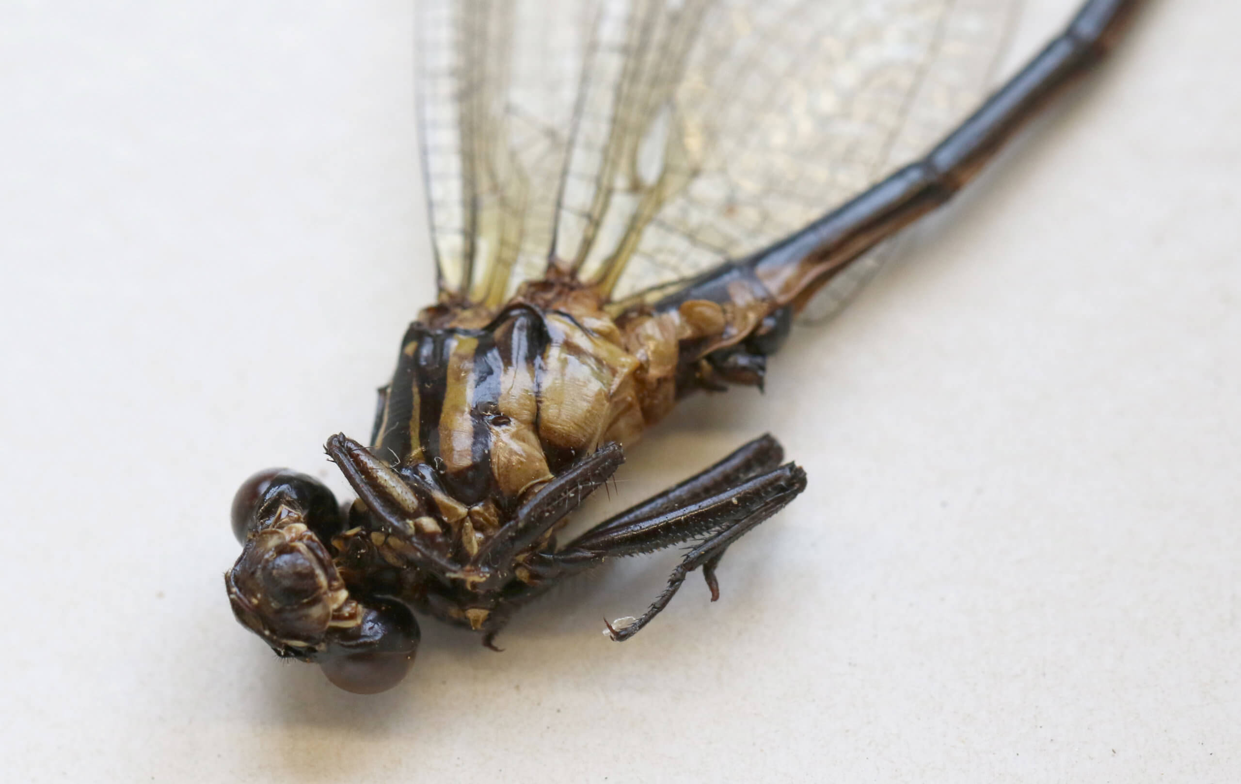 adult Leptogomphus  Leptogomphus elegans