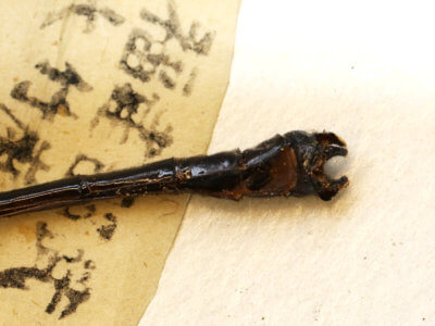 genitalia view of adult Leptogomphus  Leptogomphus elegans