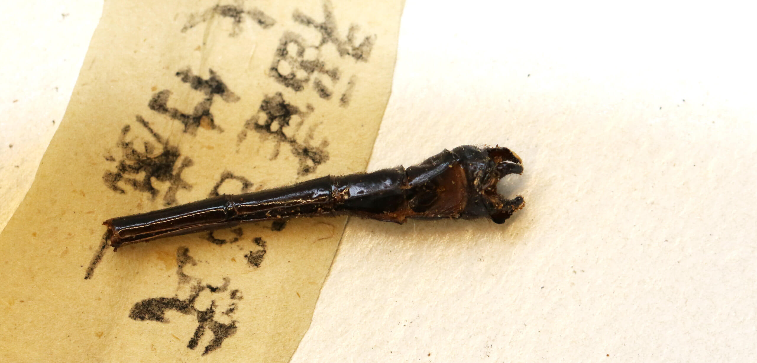 genitalia view of adult Leptogomphus  Leptogomphus elegans