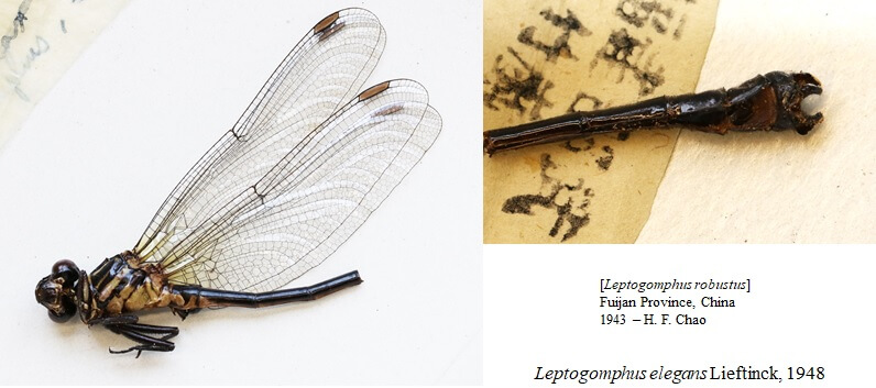 adult Leptogomphus  Leptogomphus elegans