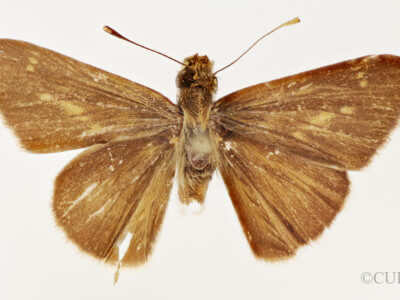 dorsal view of adult Mnasilus  guianae
