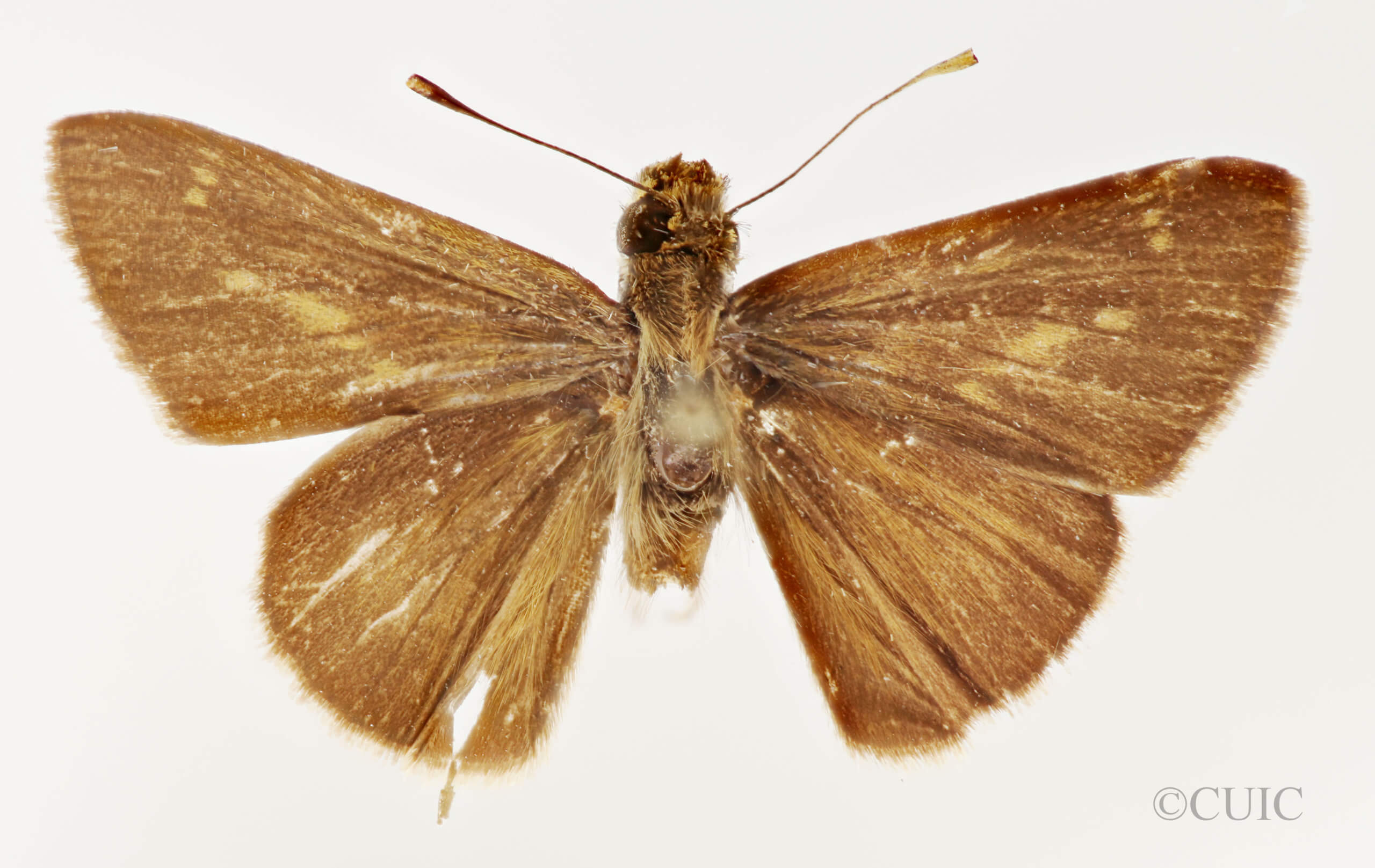dorsal view of adult Mnasilus  guianae