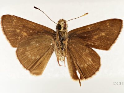 ventral view of adult Mnasilus  guianae